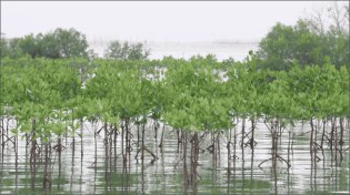 Mangrove forests that shield shorelines from damaging storms are an example of a natural system that can help protect communities from disasters.