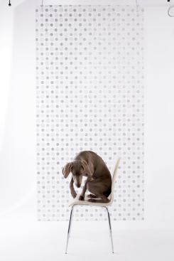 Polycarbonate/resin panels