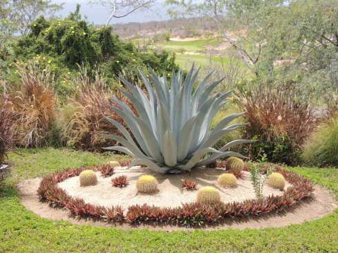 Desert+landscaping