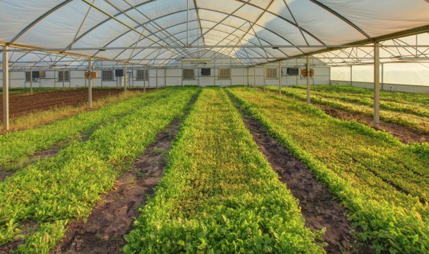 Project Harvest/Northlake and Argyle, Texas