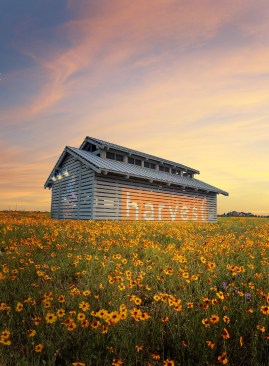 Project Harvest/Northlake and Argyle, Texas