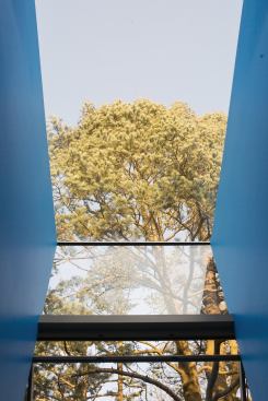 A new dormer with a glass front and ceiling gazes up into a pine tree. 