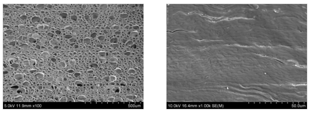 Magnified images of untreated wood (left) and wood treated by a new process invented by engineers at the University of Maryland that compresses the natural structures of wood into a new material five times thinner (right).