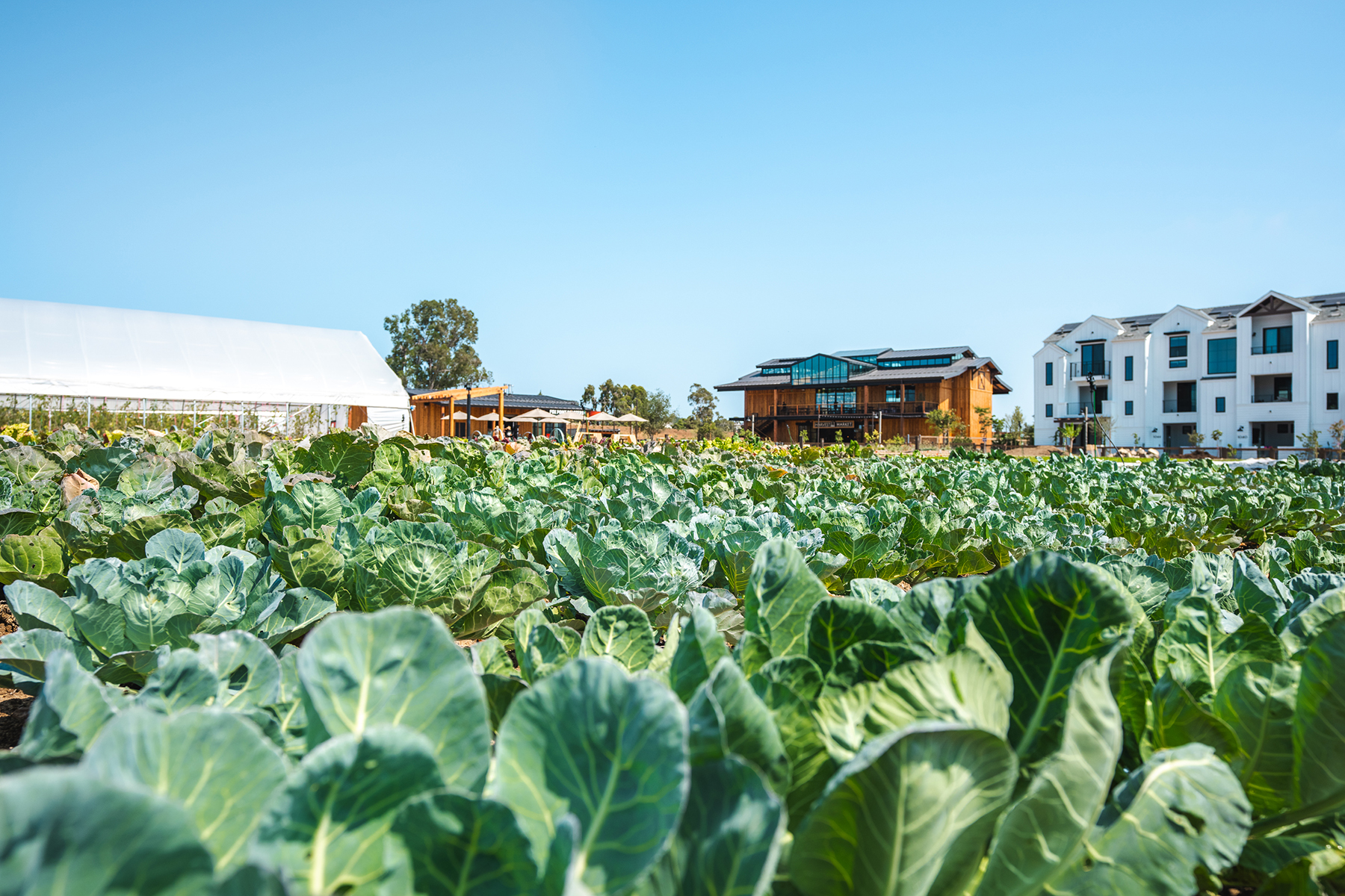 Fox Point Farms Blends Regenerative Farming, Housing, and Community